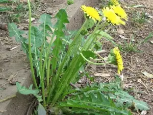 dandelion tea benefits